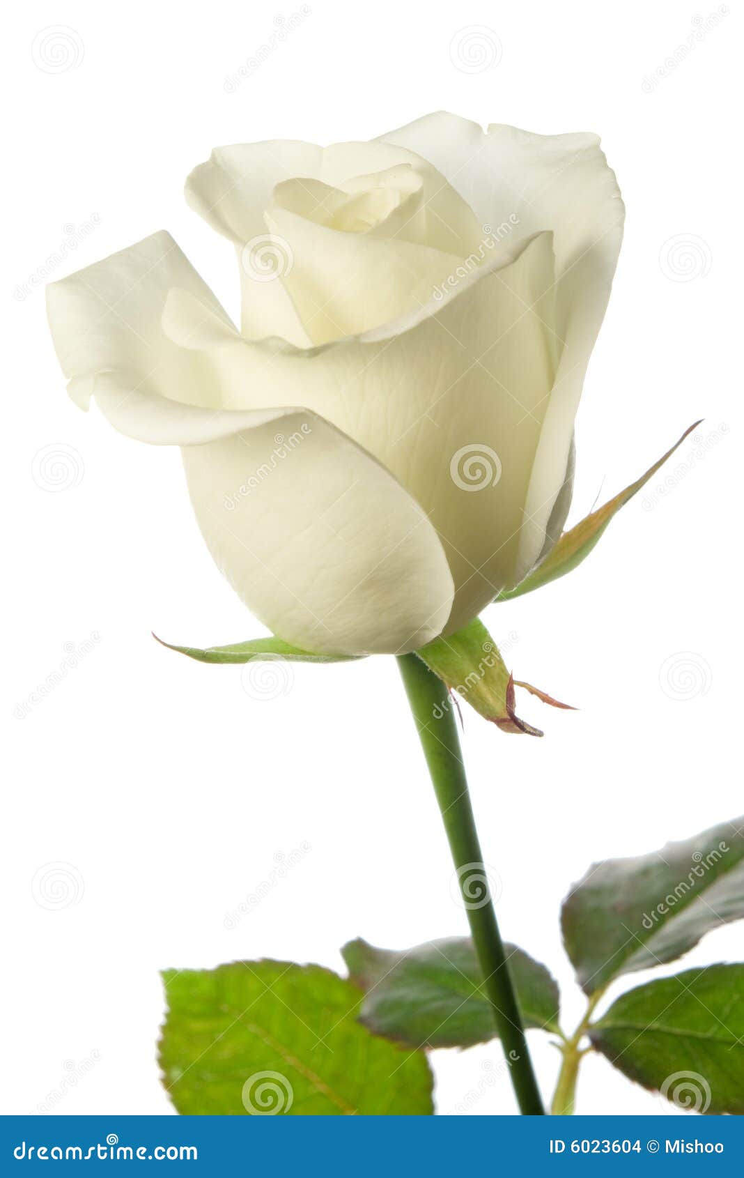 809,342 White Rose Stock Photos - Free & Royalty-Free Stock Photos from Dreamstime 809,342 White Rose Stock Photos - Free & Royalty-Free Stock Photos from Dreamstime