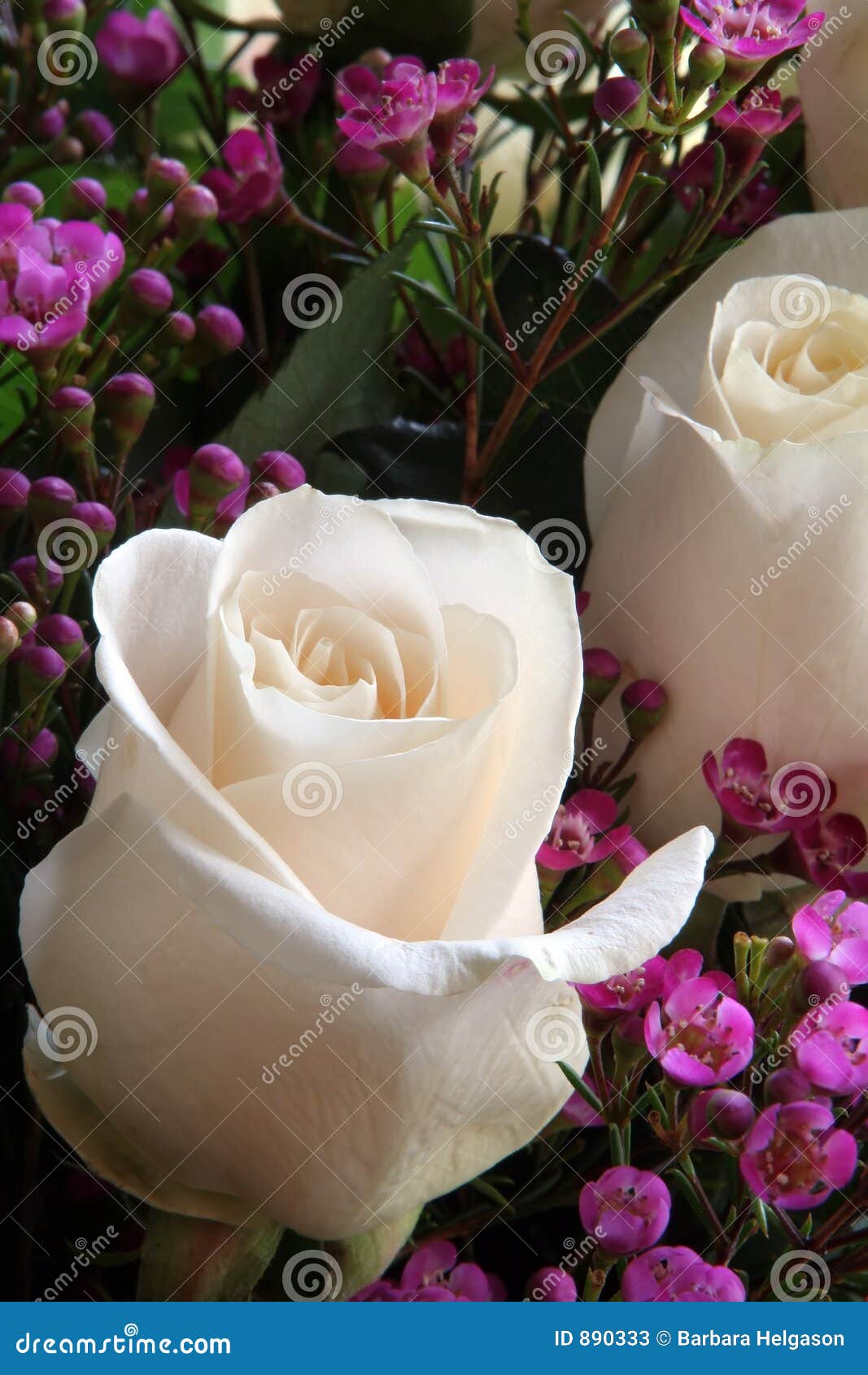 30,275 Daisy Rose Stock Photos - Free & Royalty-Free Stock Photos from  Dreamstime