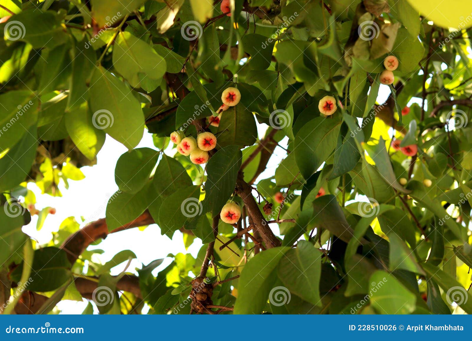 White Rose Apple and Leaves on a Tree Stock Photo Image of apple