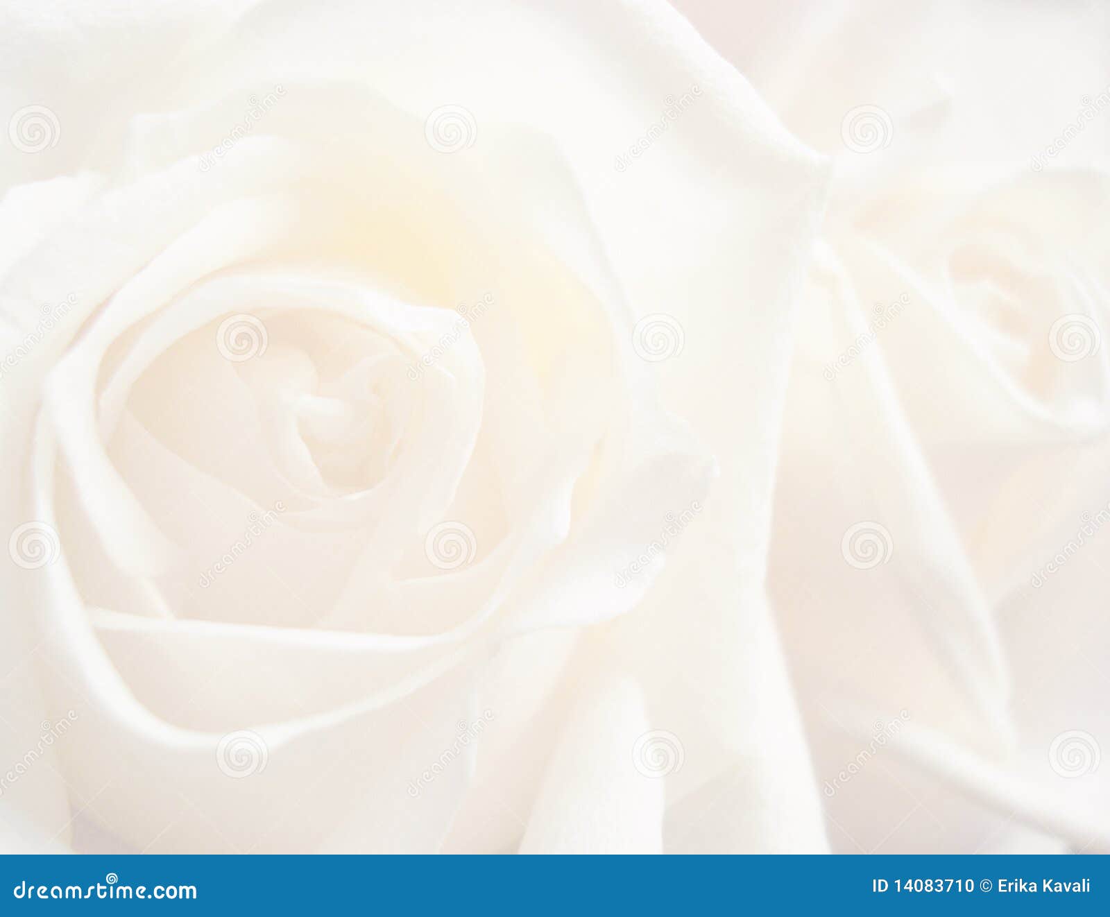 White rose background stock photo. Image of cover, celebration 14083710