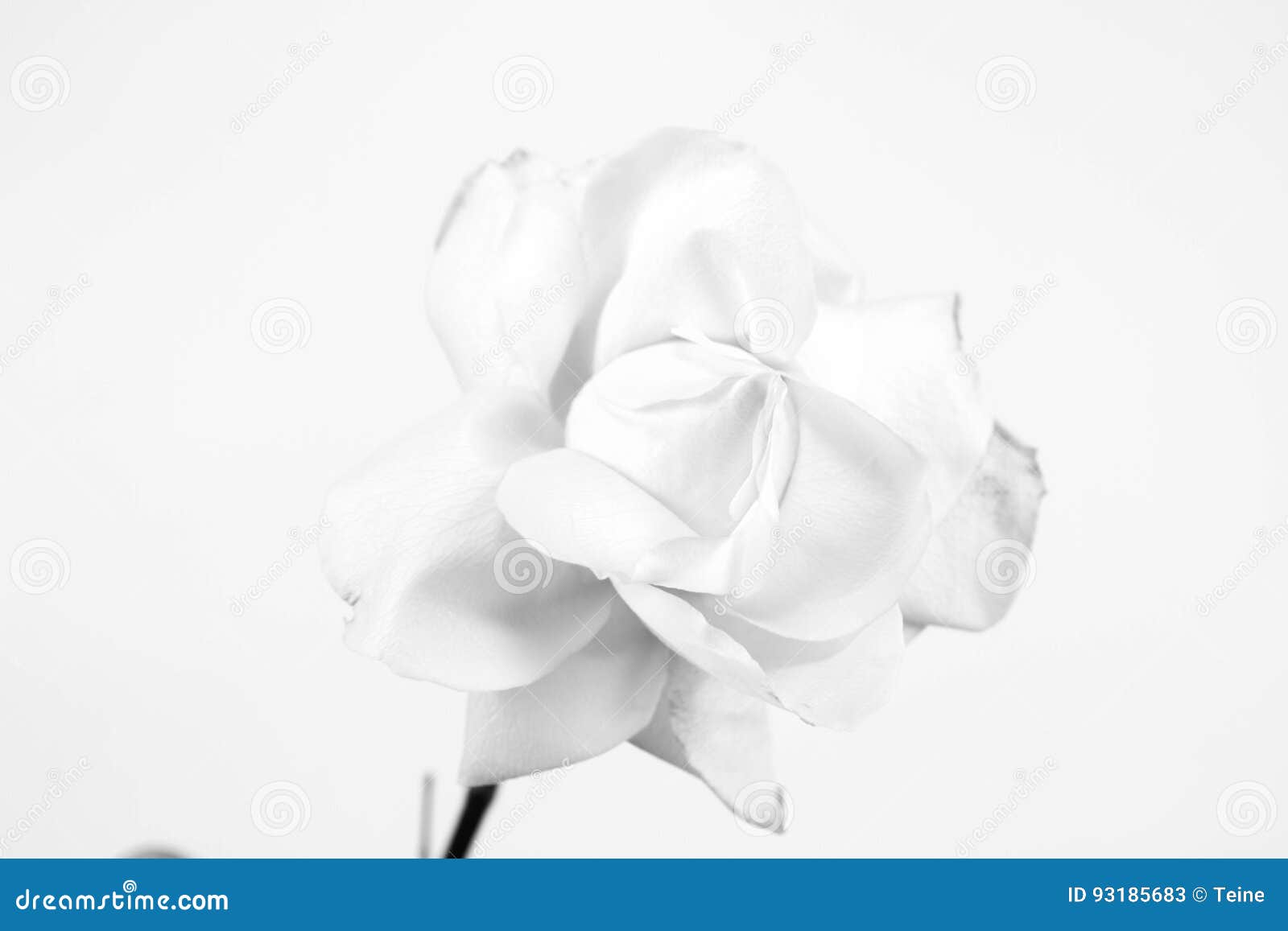 White Rose Stock Image Image Of Love Courtship Flower 93185683