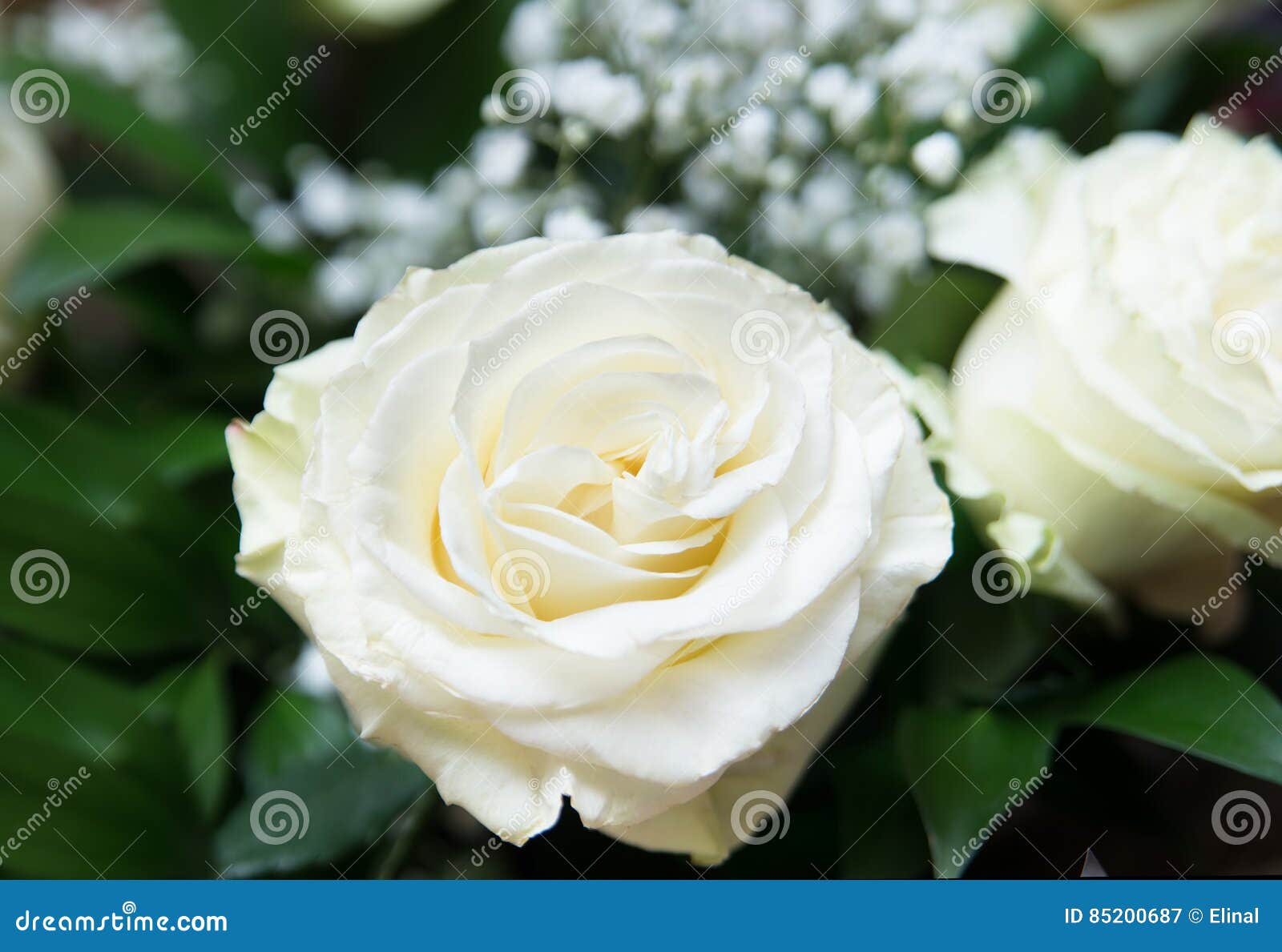 White Rose. Beautiful Flower. Valentine Day Stock Image Image of love