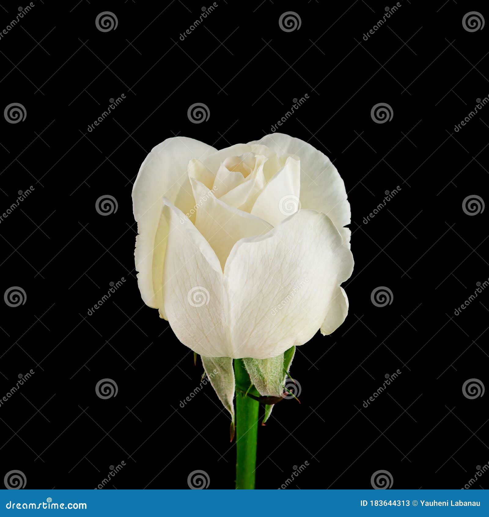 White Rose on a Black Background Stock Image Image of color, petal