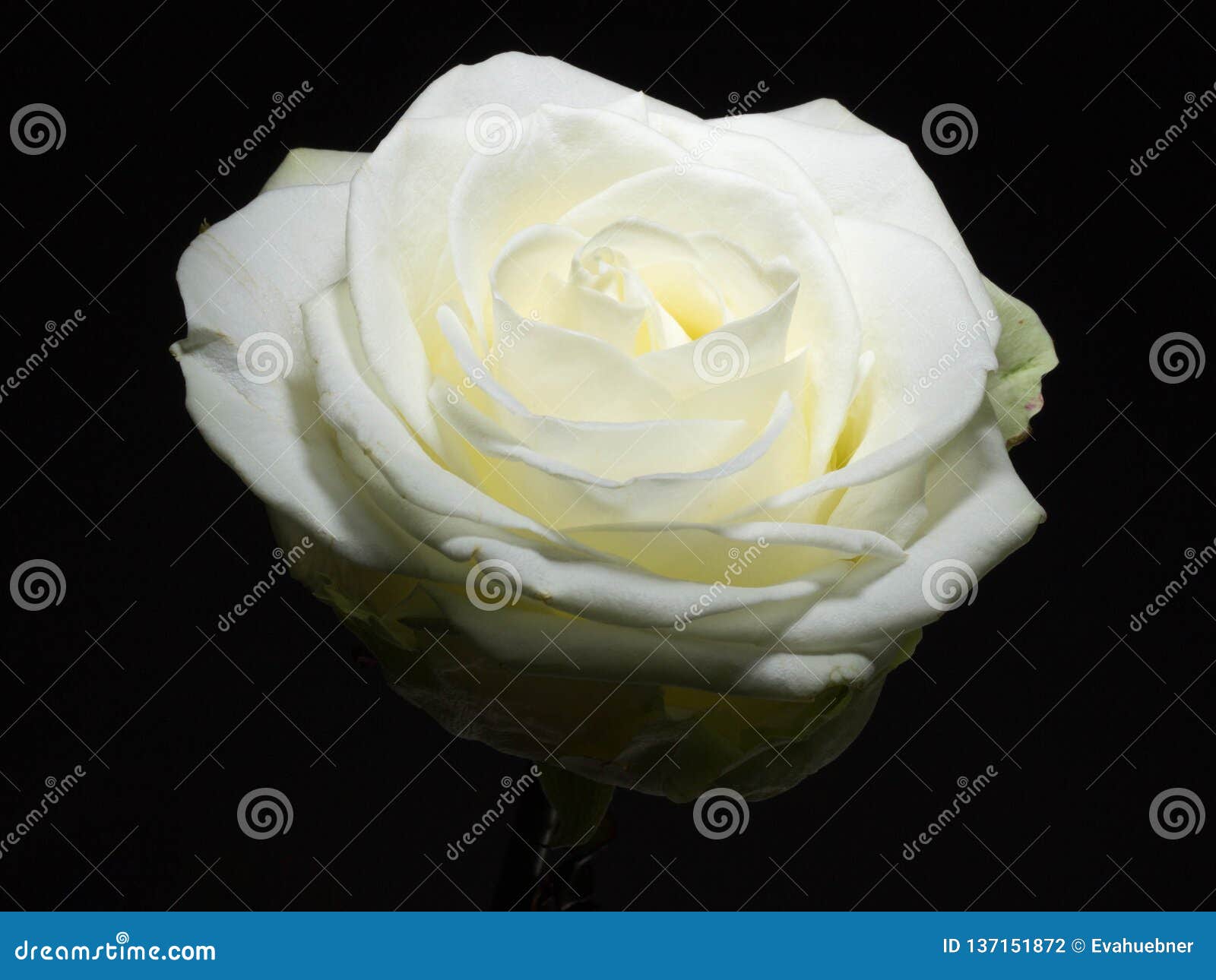 White Elegant Rose on Black Background Stock Photo Image of beautiful