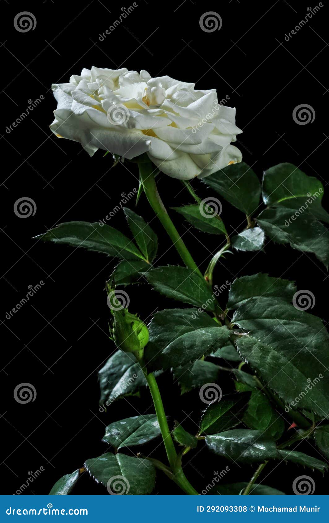 White Rose in Black Background Stock