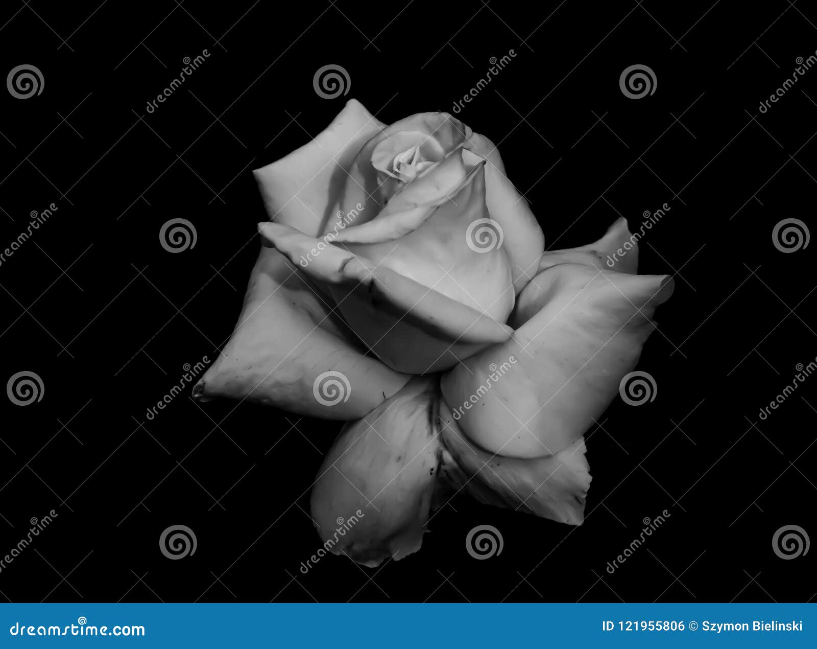 White Rose on Black Background Stock Photo - Image of natural, isolated