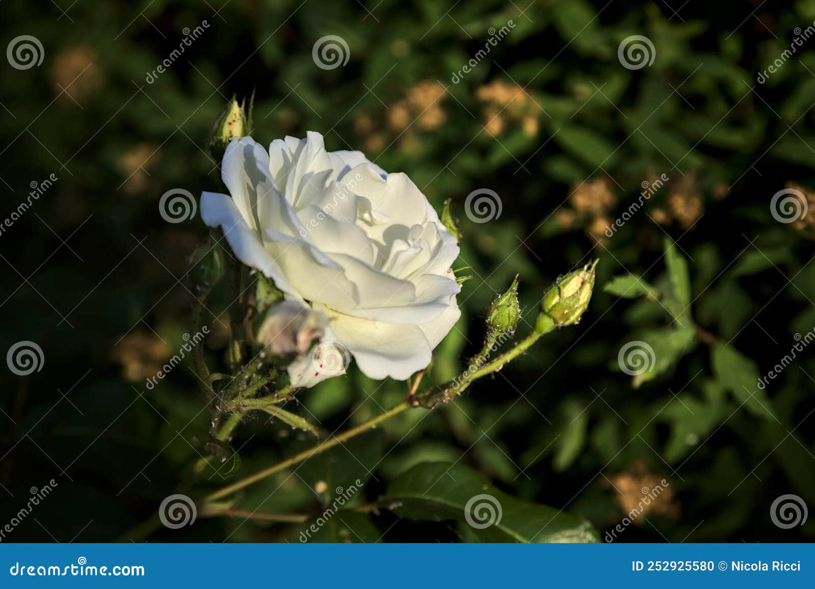 White Rose in Bloom in a Bush at Sunset Seen Up Close Stock Photo