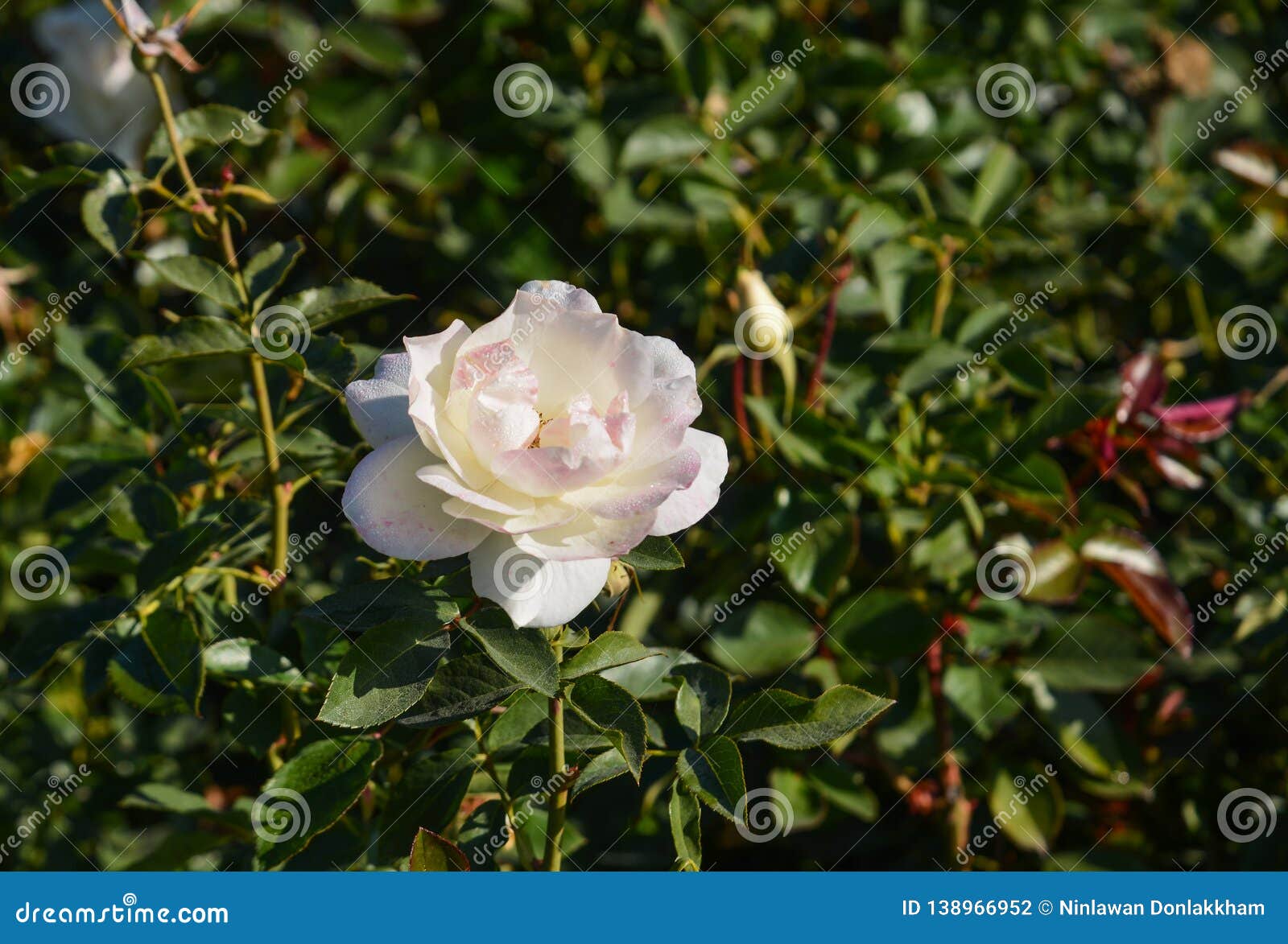 A White Rose Blooming At Garden Stock Photo Image Of Petal Bloom