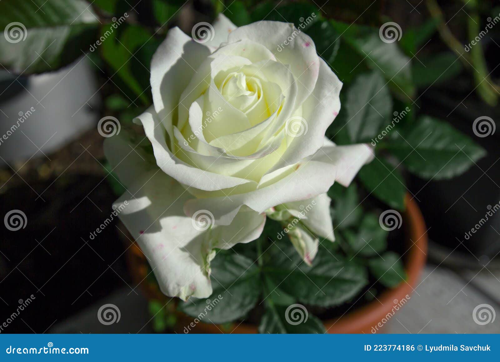 The White Rose Blooms Beautifully in Summer Stock Photo Image of pink
