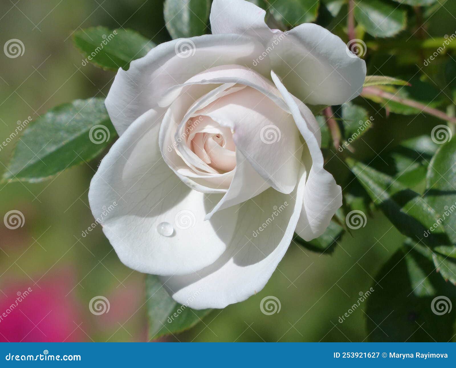 White Rose Blooms in the Garden Stock Image Image of blossom, cute