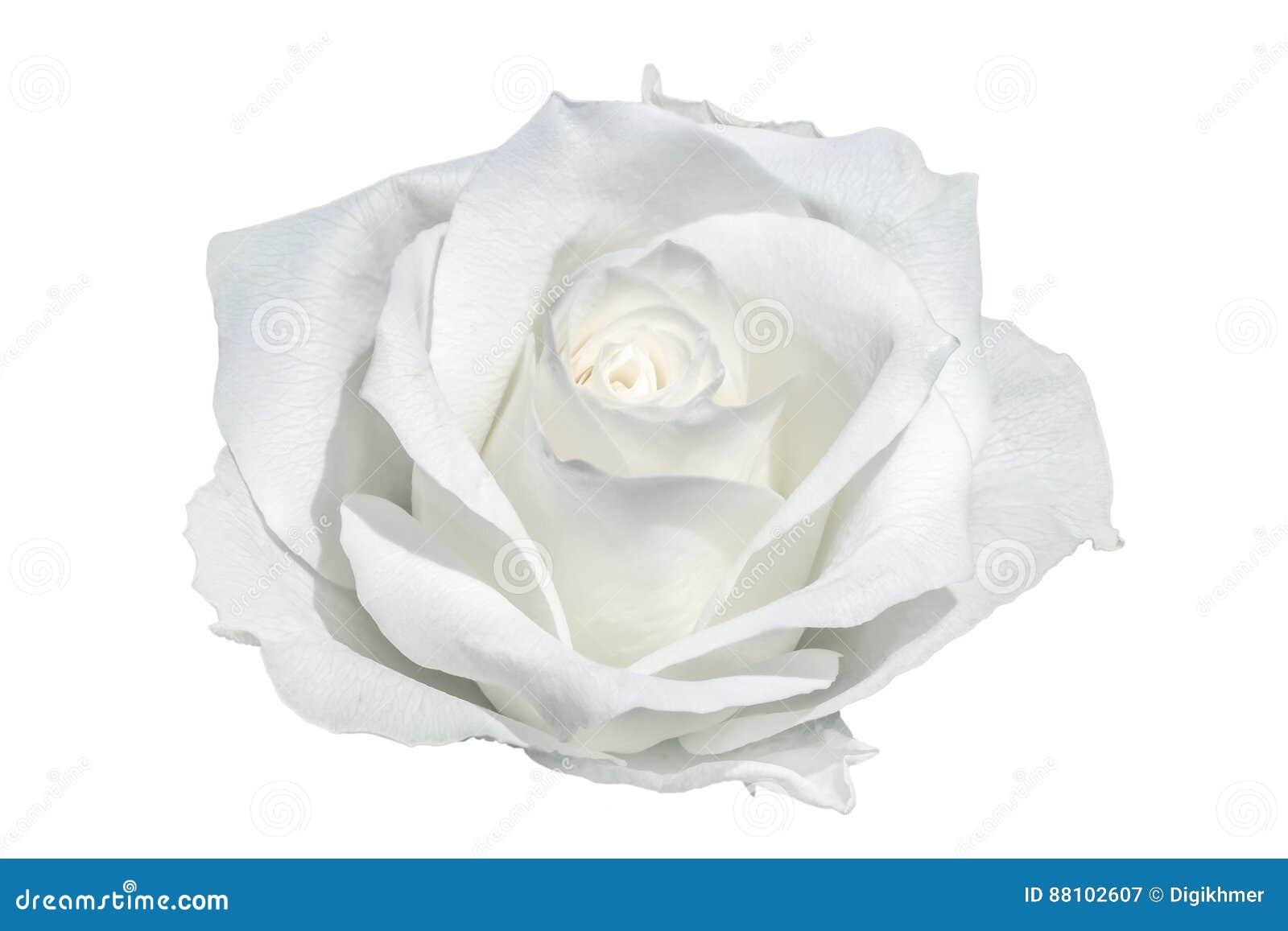 white rose closeup