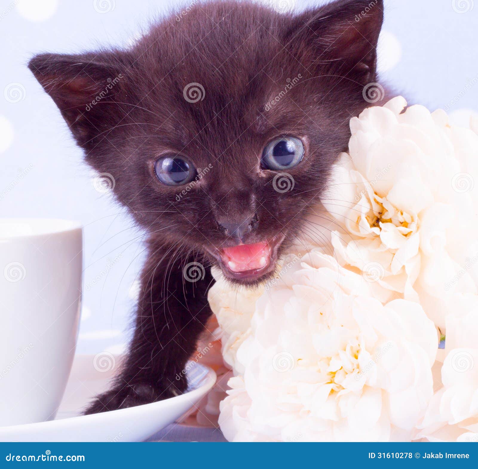 kawaii happy Valentine white kitten cat in mug with rose flowers