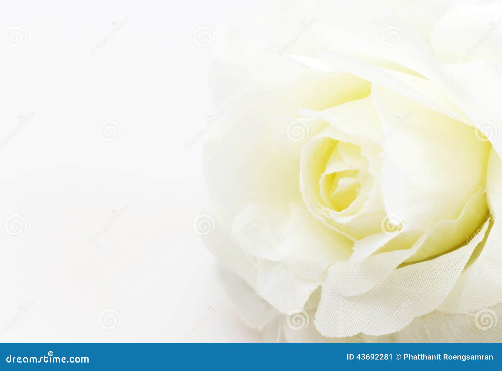 White Rose Fake Flower on White Background Stock Image Image of color