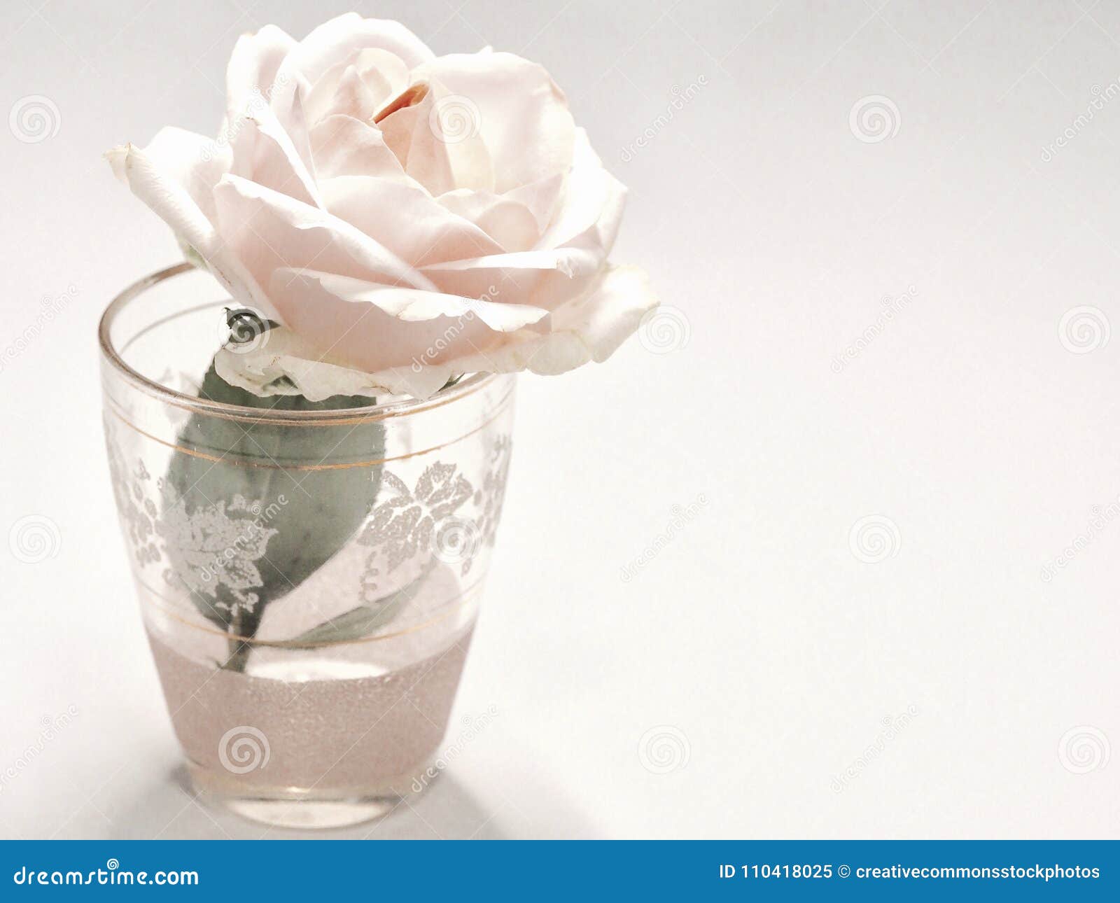White Rose Flower In Clear Drinking Glass Picture. Image 110418025