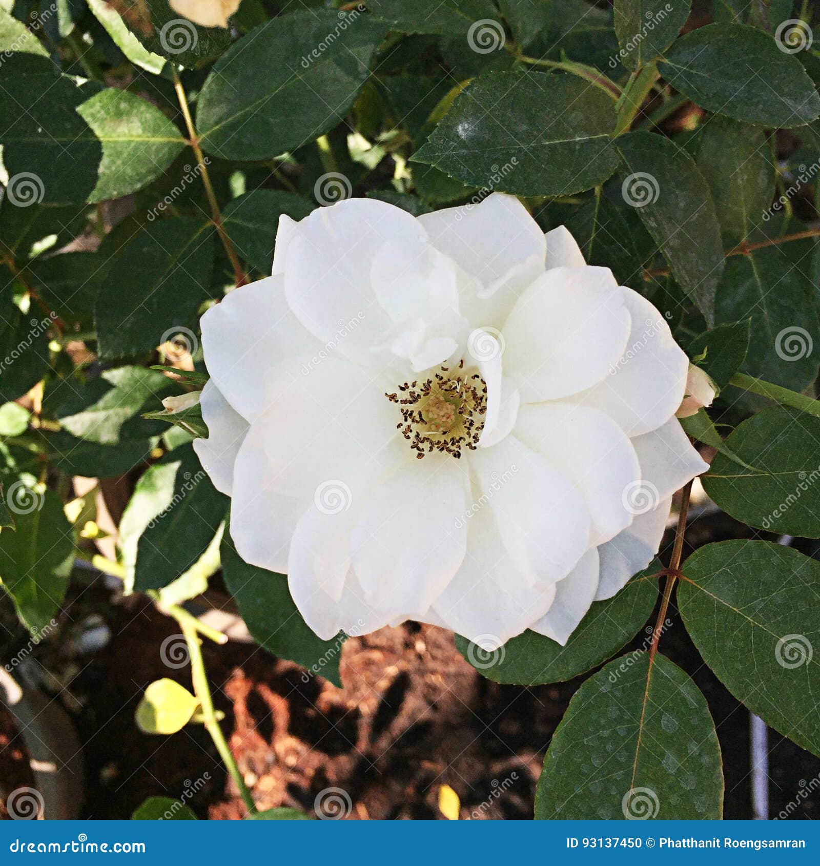 White Rose Flower in the Garden Stock Photo Image of head, rose 93137450