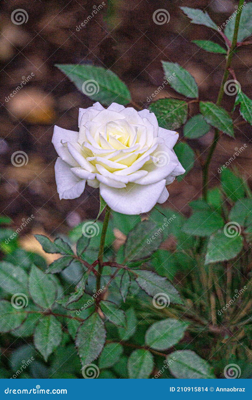 White Rose Flower in the Garden Bed Stock Photo Image of petal, rose