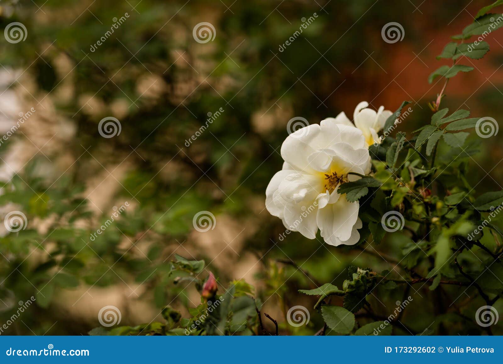 Rosa Pimpinellifolia, the Burnet Rose ,Scotch Rose, Which is