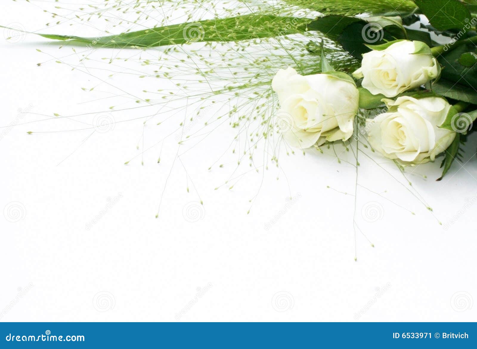 white rose backgrounds