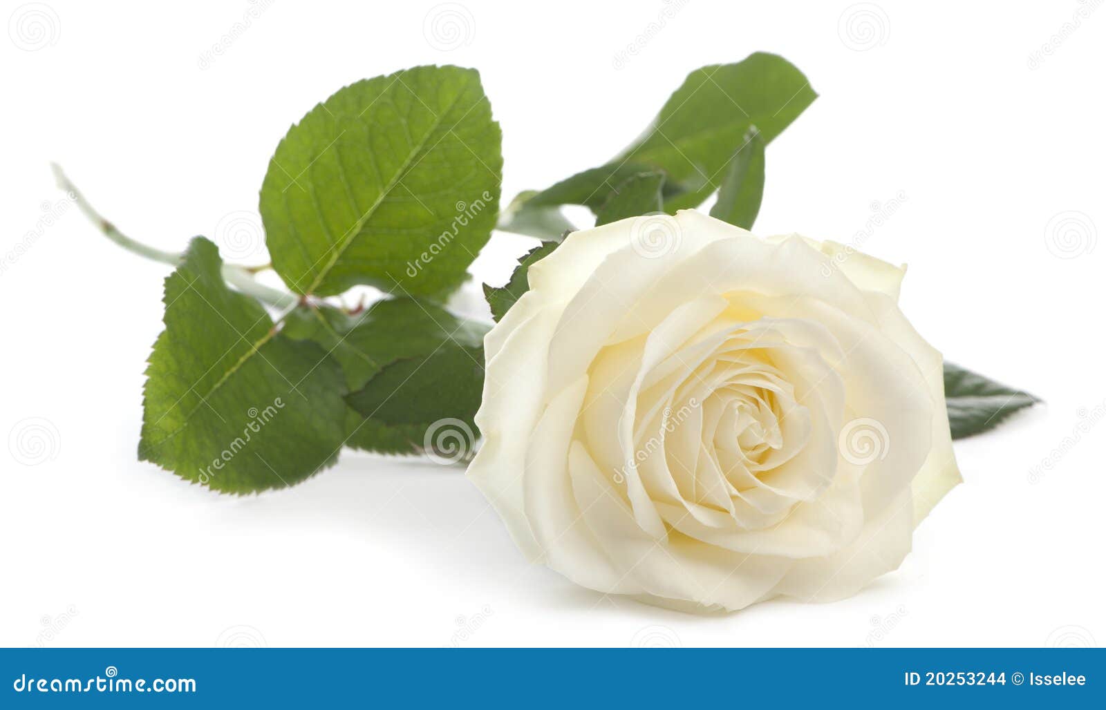 823,377 White Rose Stock Photos - Free & Royalty-Free Stock Photos ...