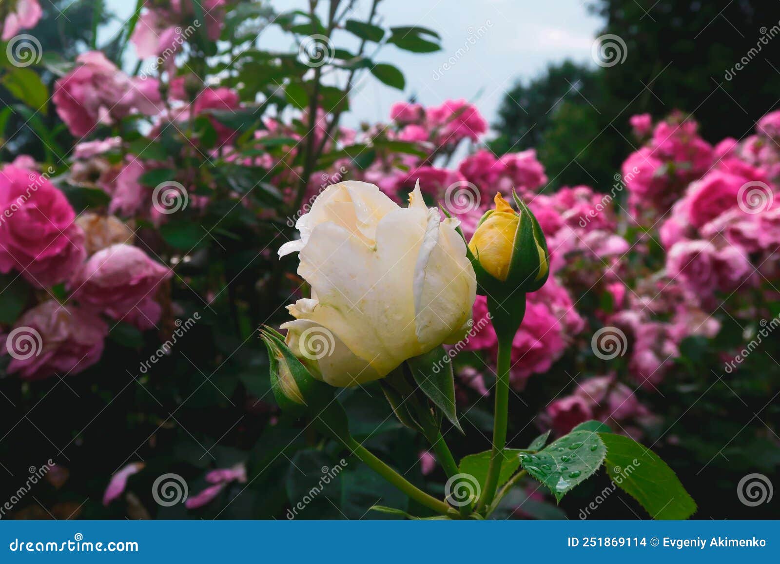 White rose in the garden stock photo. Image of shrub 251869114