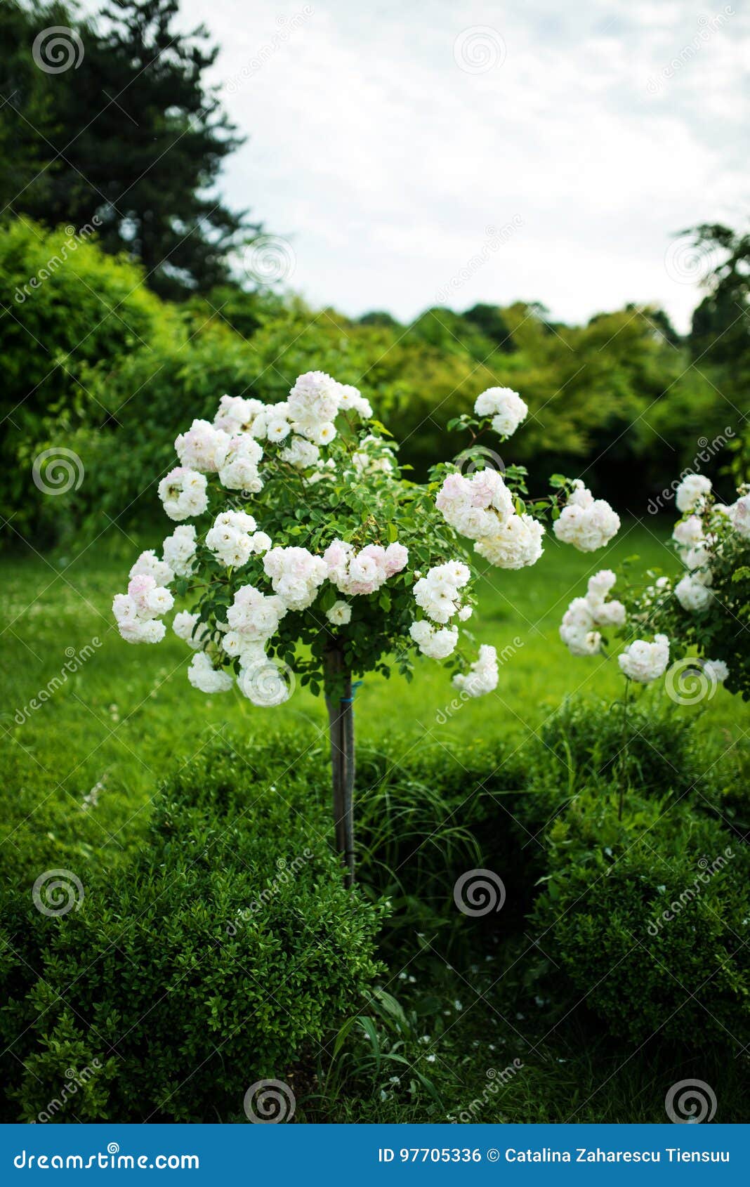 white rose tree