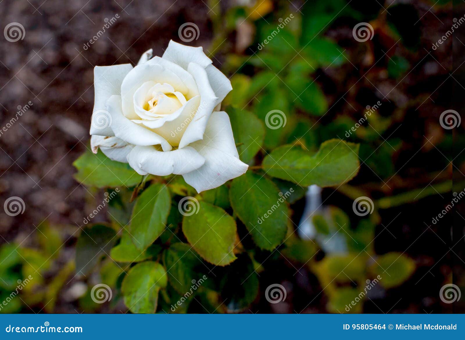 White Rose green leaves stock photo. Image of focus, yellow 95805464