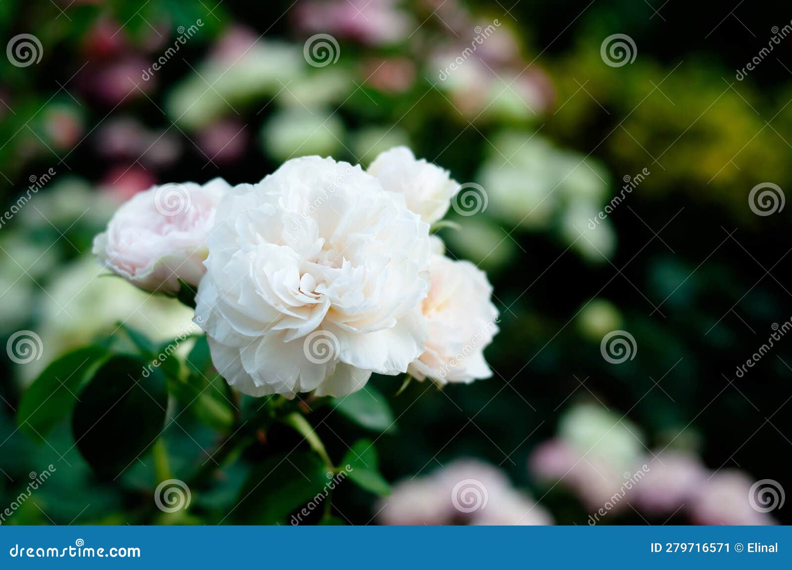 White Rose in Green Nature Garden. Romance Stock Image Image of