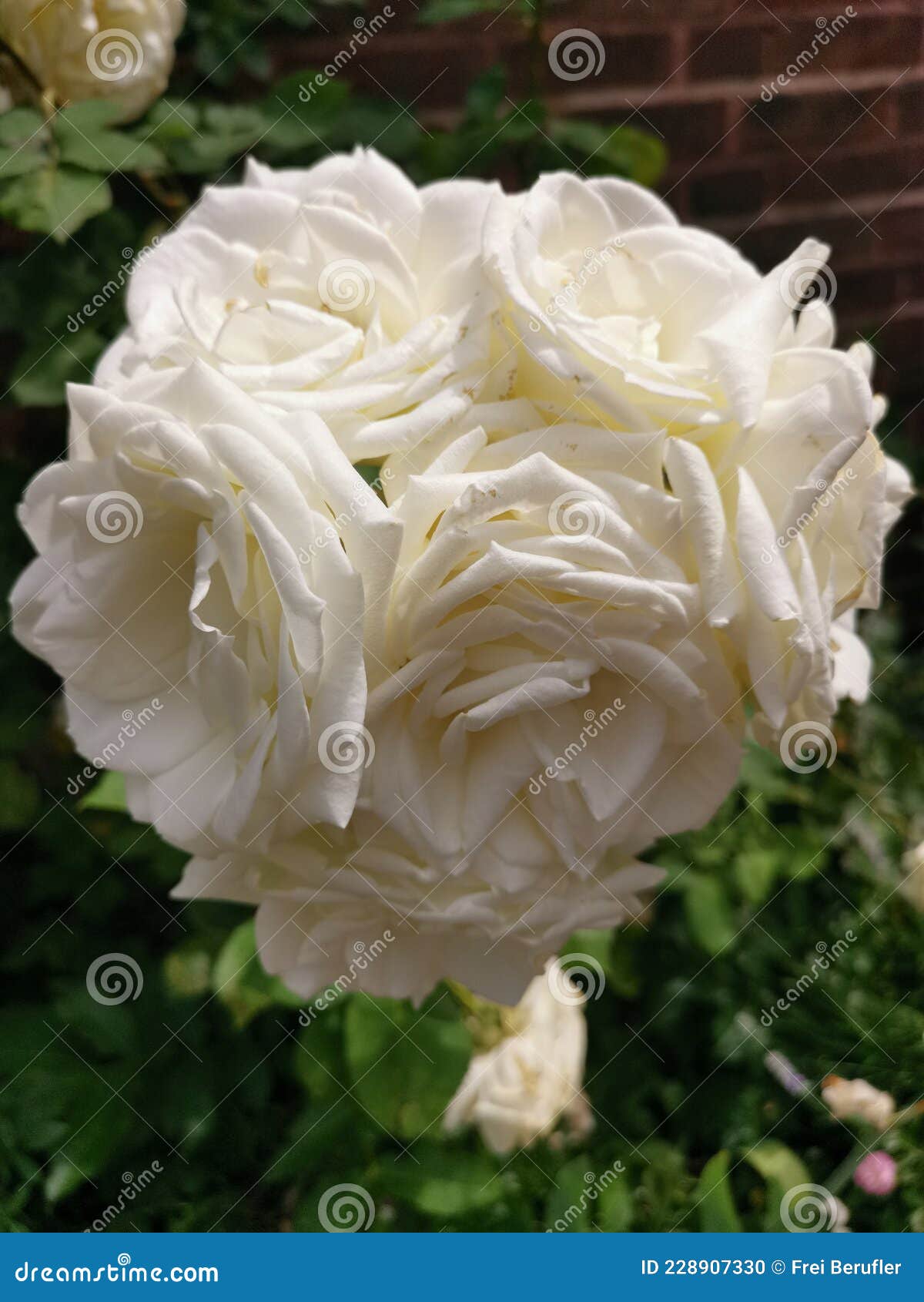 White Rose with Green Surroundings Stock Photo Image of plants