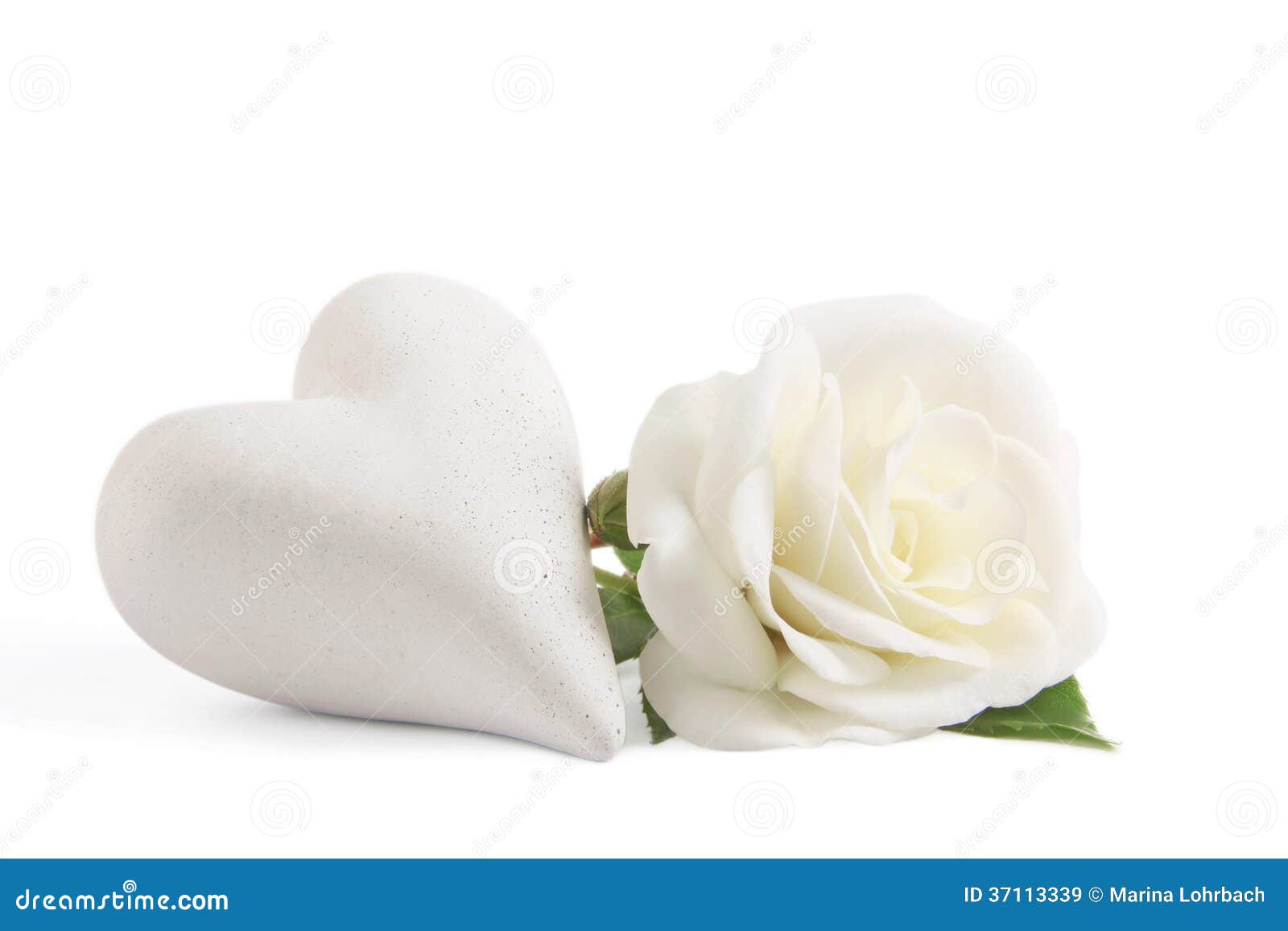 White rose with heart stock image. Image of holiday, beautiful 37113339
