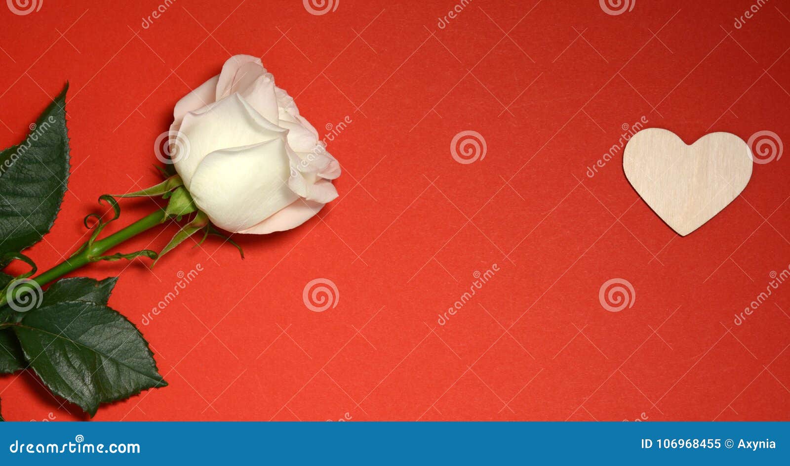 White Rose and Heart on Red Background Stock Image - Image of card ...