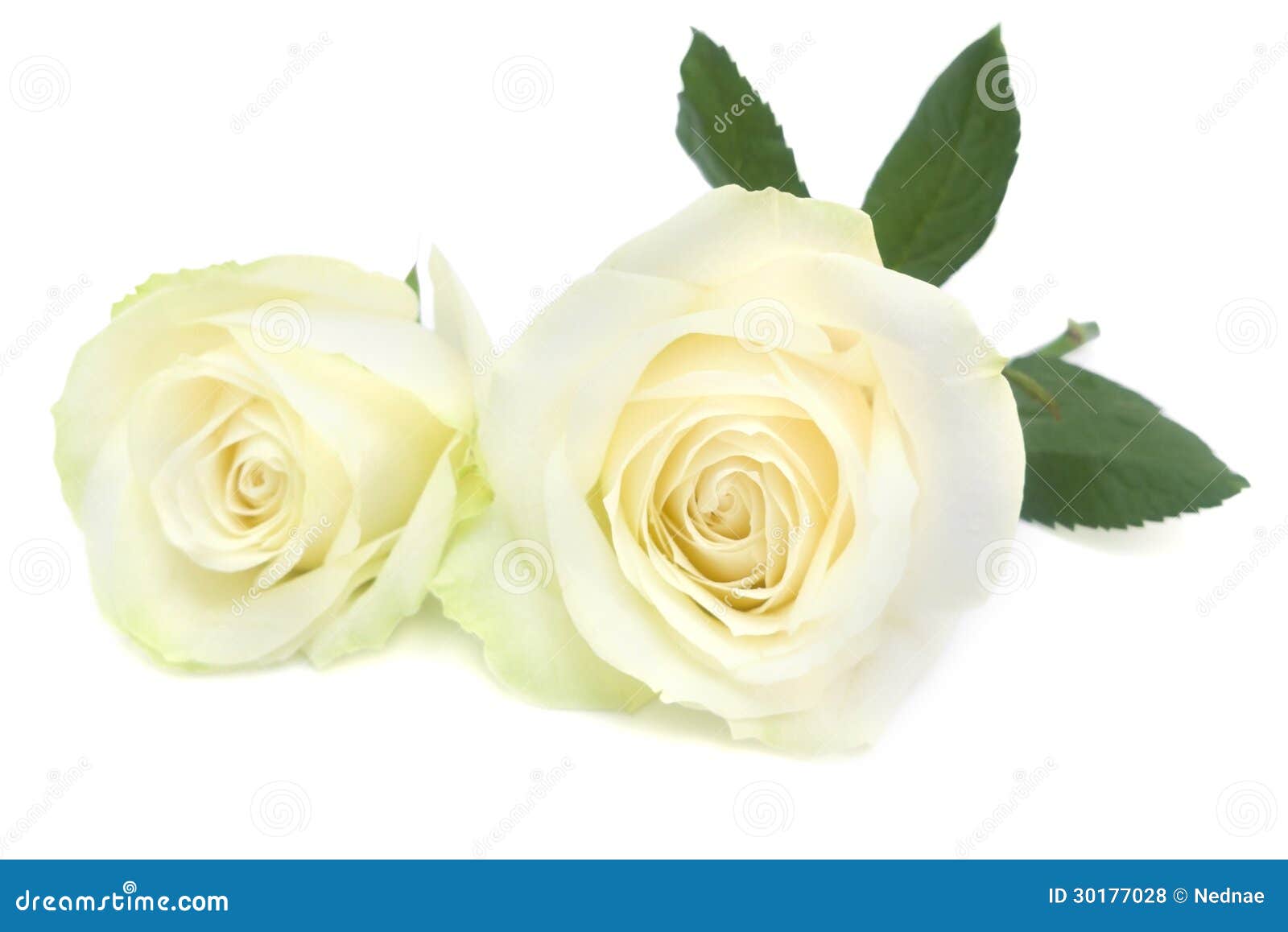 White Rose With Leaves And Stem. Royalty Free Stock Photos Image