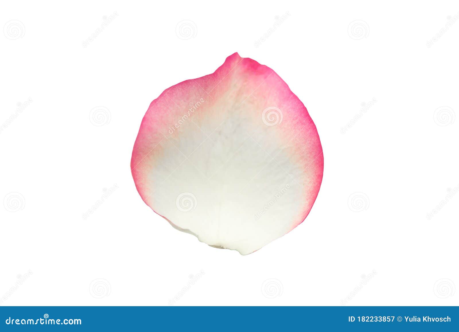 White rose petal stock image. Image of love, color, anniversary 182233857