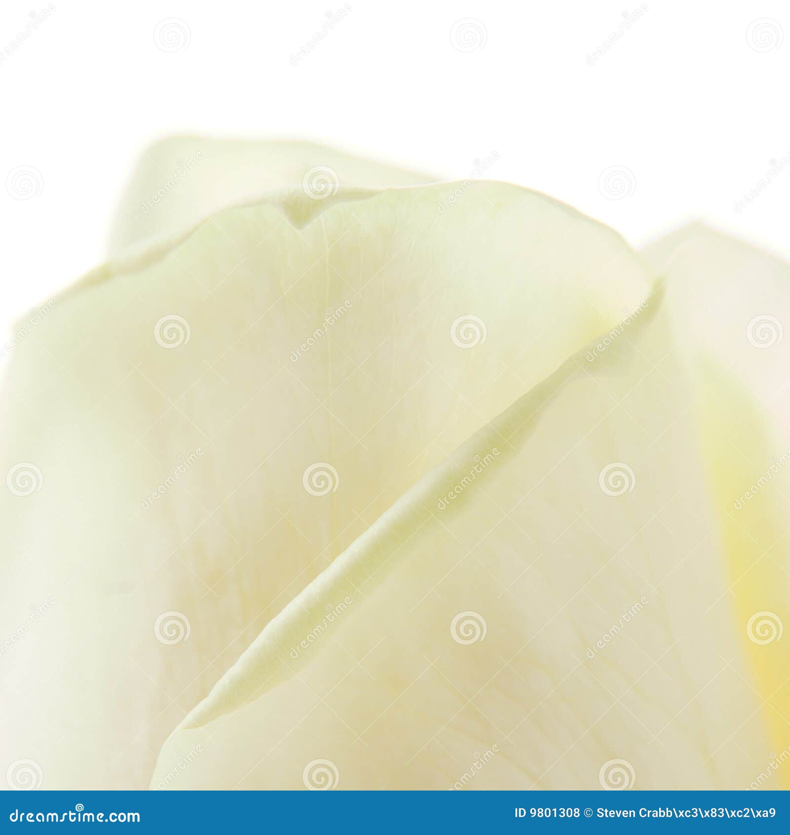 White rose petals stock photo. Image of petals, folds 9801308