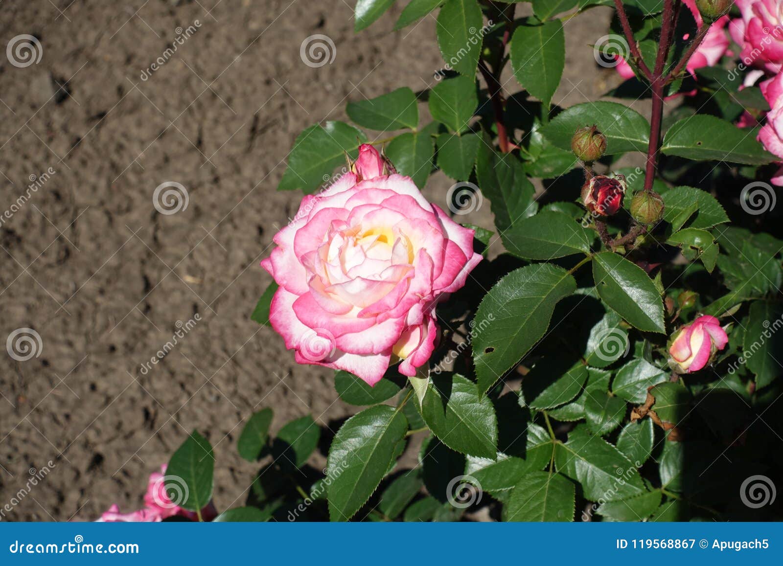 White Rose with Pink Edges of Petals Stock Image Image of leaflets