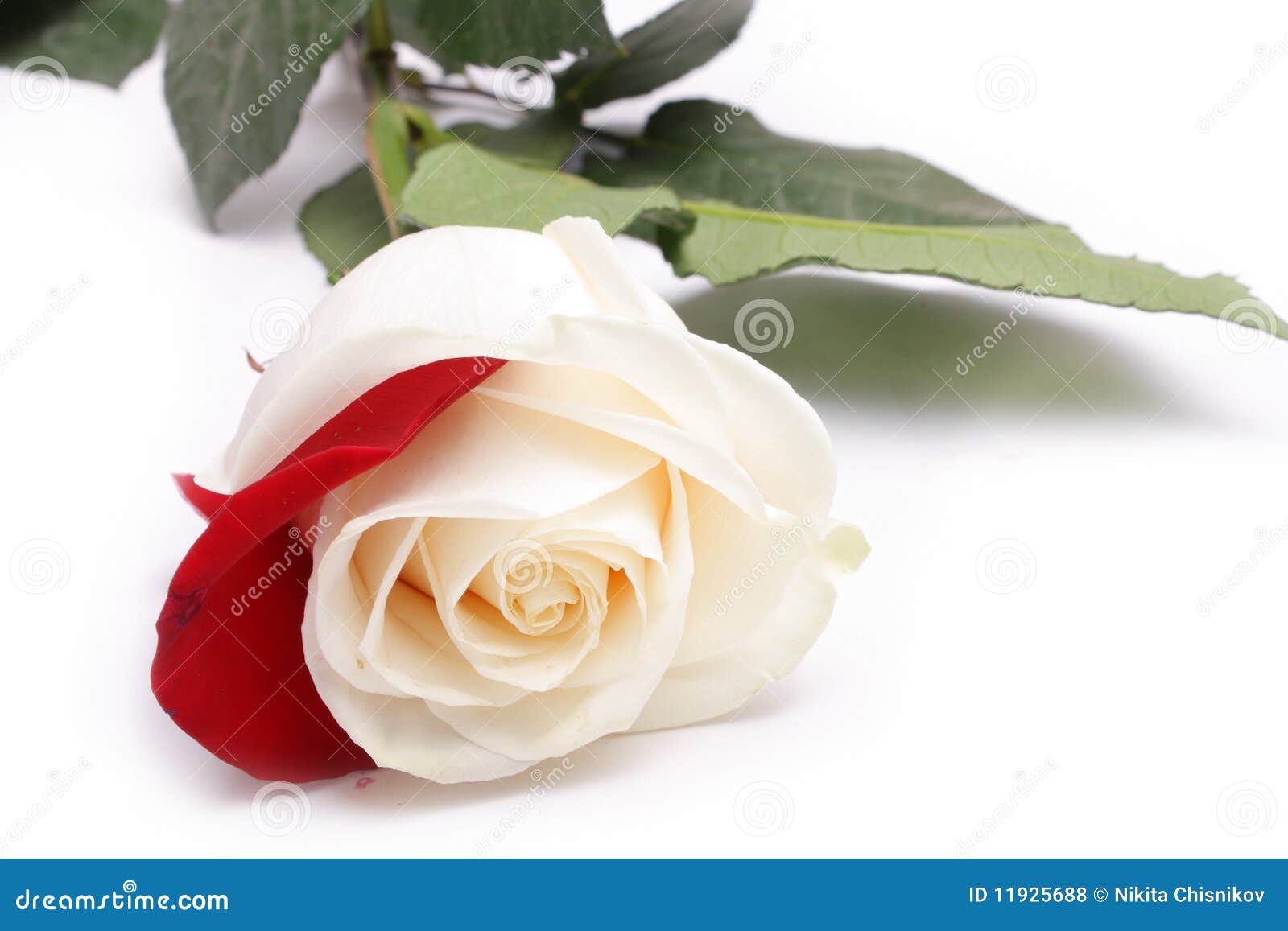 White rose with red petal stock photo. Image of holiday - 11925688