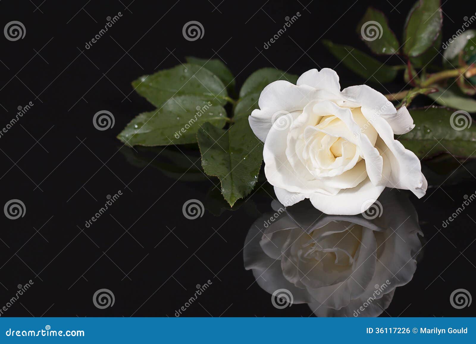white rose with reflection