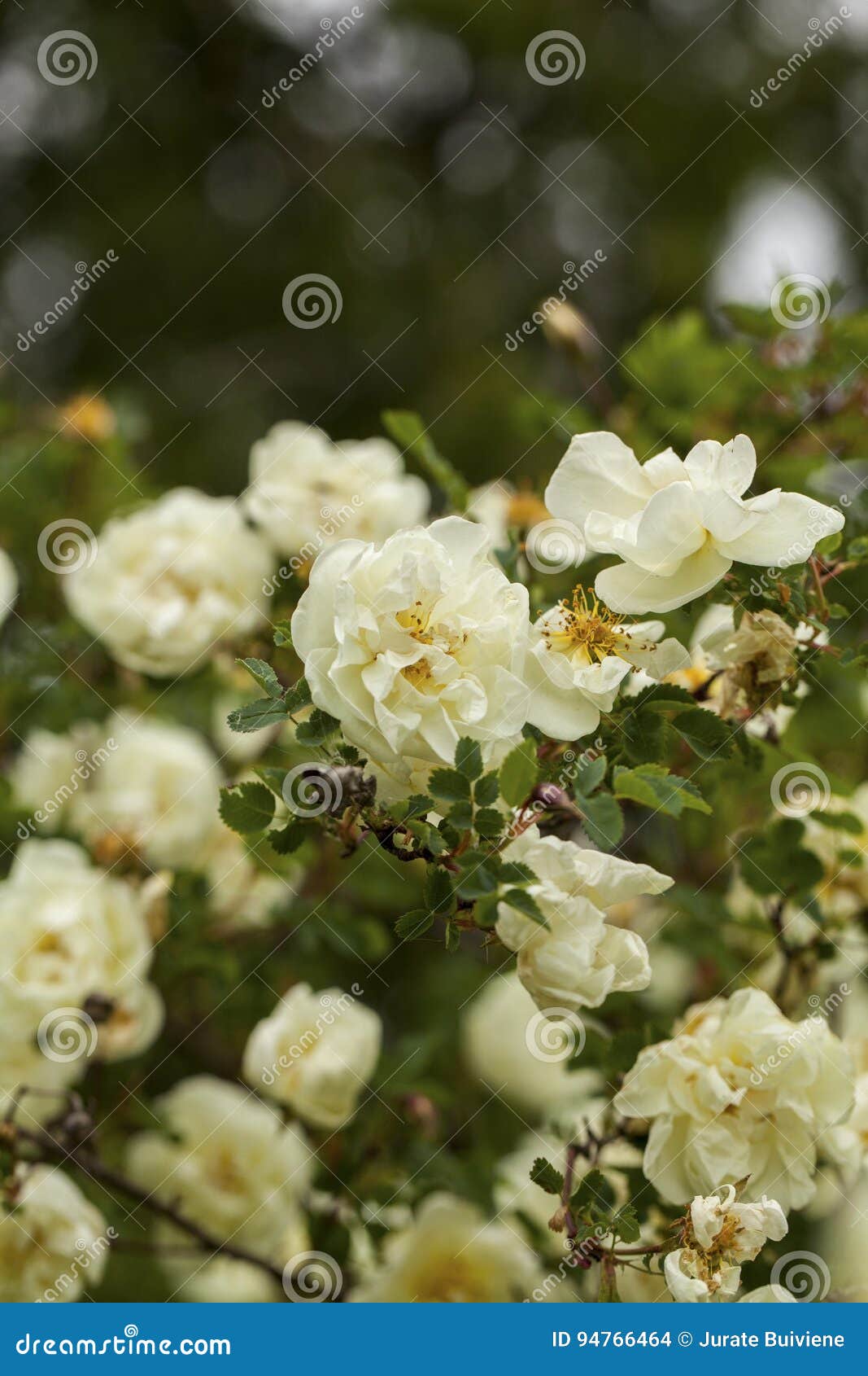 White Rose of Scotland (Scots Rose, Burnet Rose)