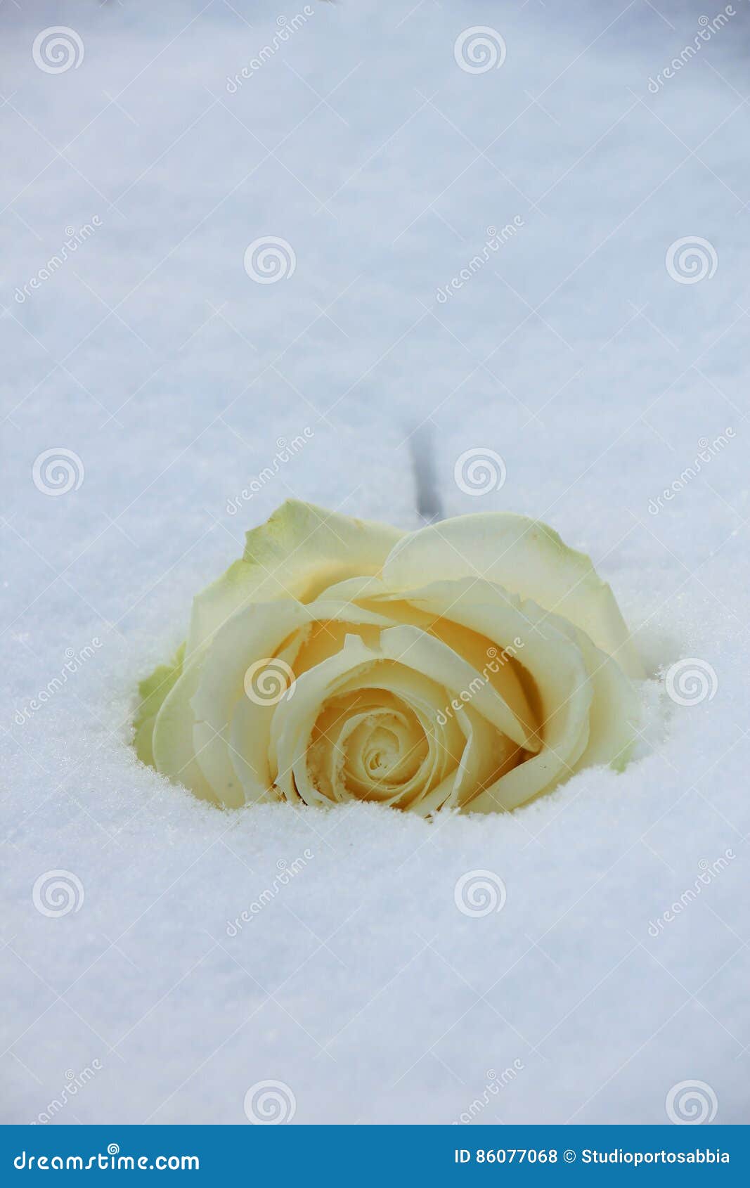 White rose in the snow stock photo. Image of flora, petals 86077068