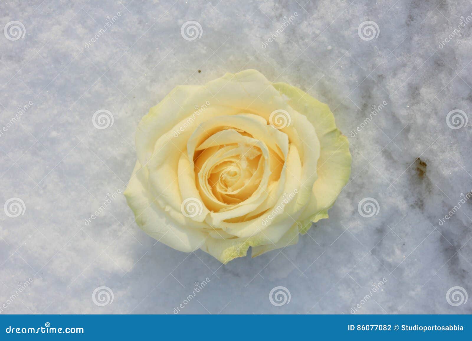 White rose in the snow stock photo. Image of nature, petals 86077082