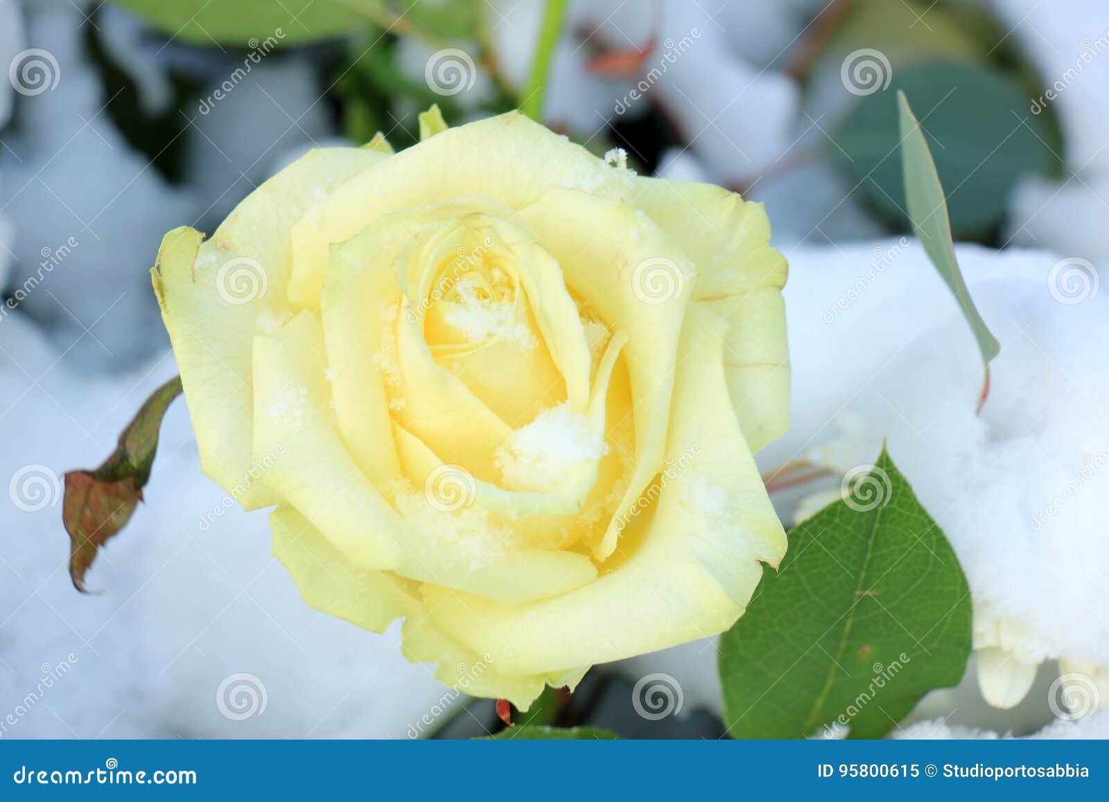 White rose in the snow stock image. Image of concept 95800615