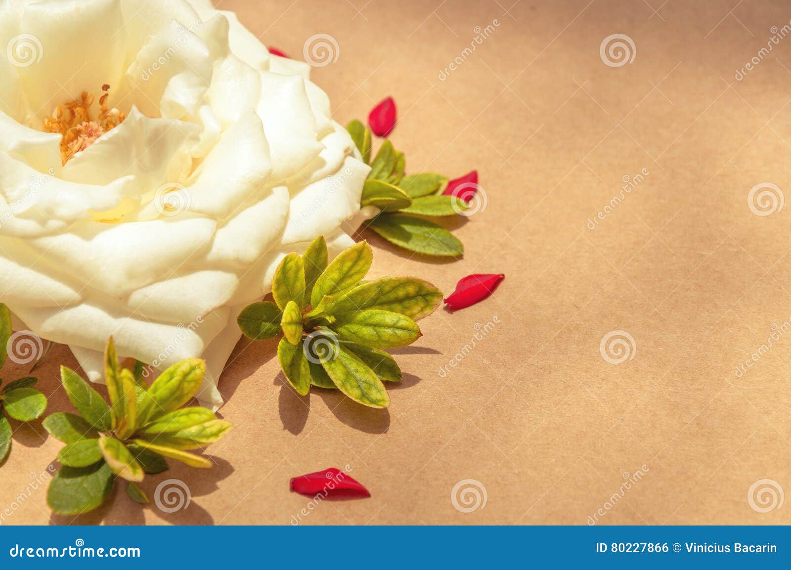 white rose surrounded by red petals and green leaves,left aligned.