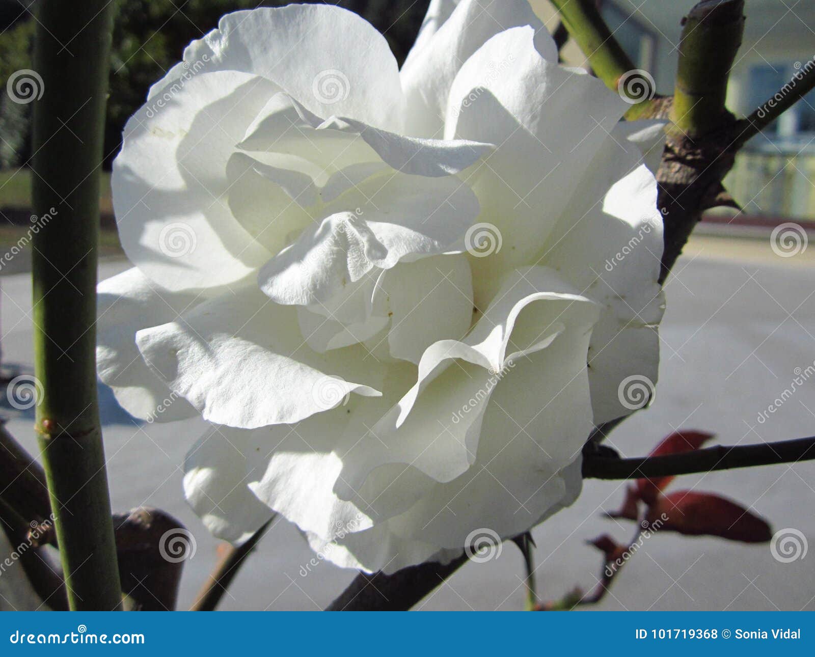 great white rose in padrÃÂ³n, galicia, spain