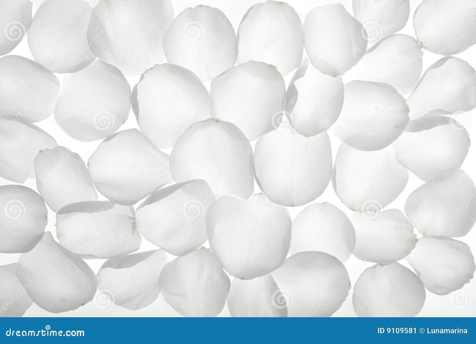 White Rose Transparent Petals, Wallpaper Pattern Stock Image Image of