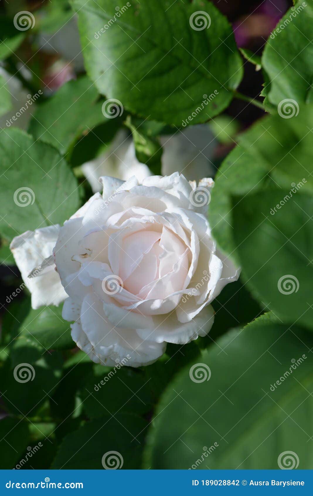 white rose variety frau karl druschki flowering in a garden