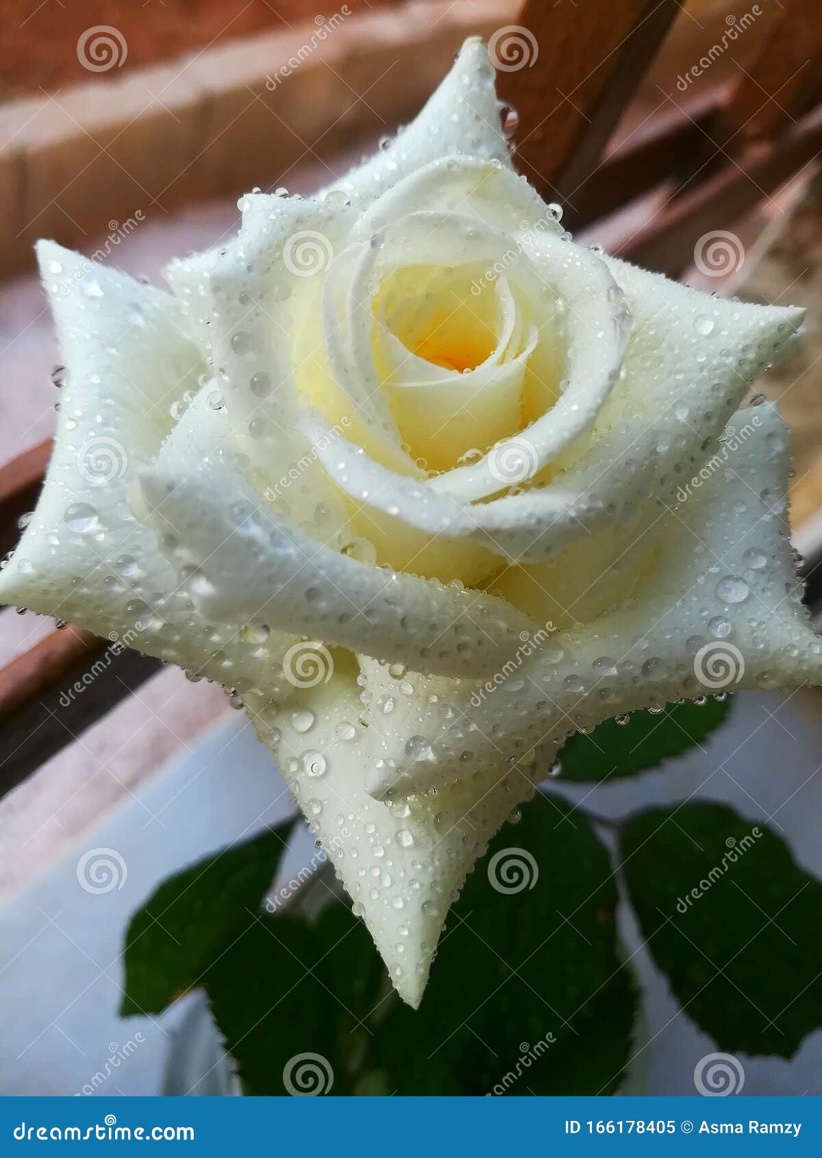 white rose with water drops