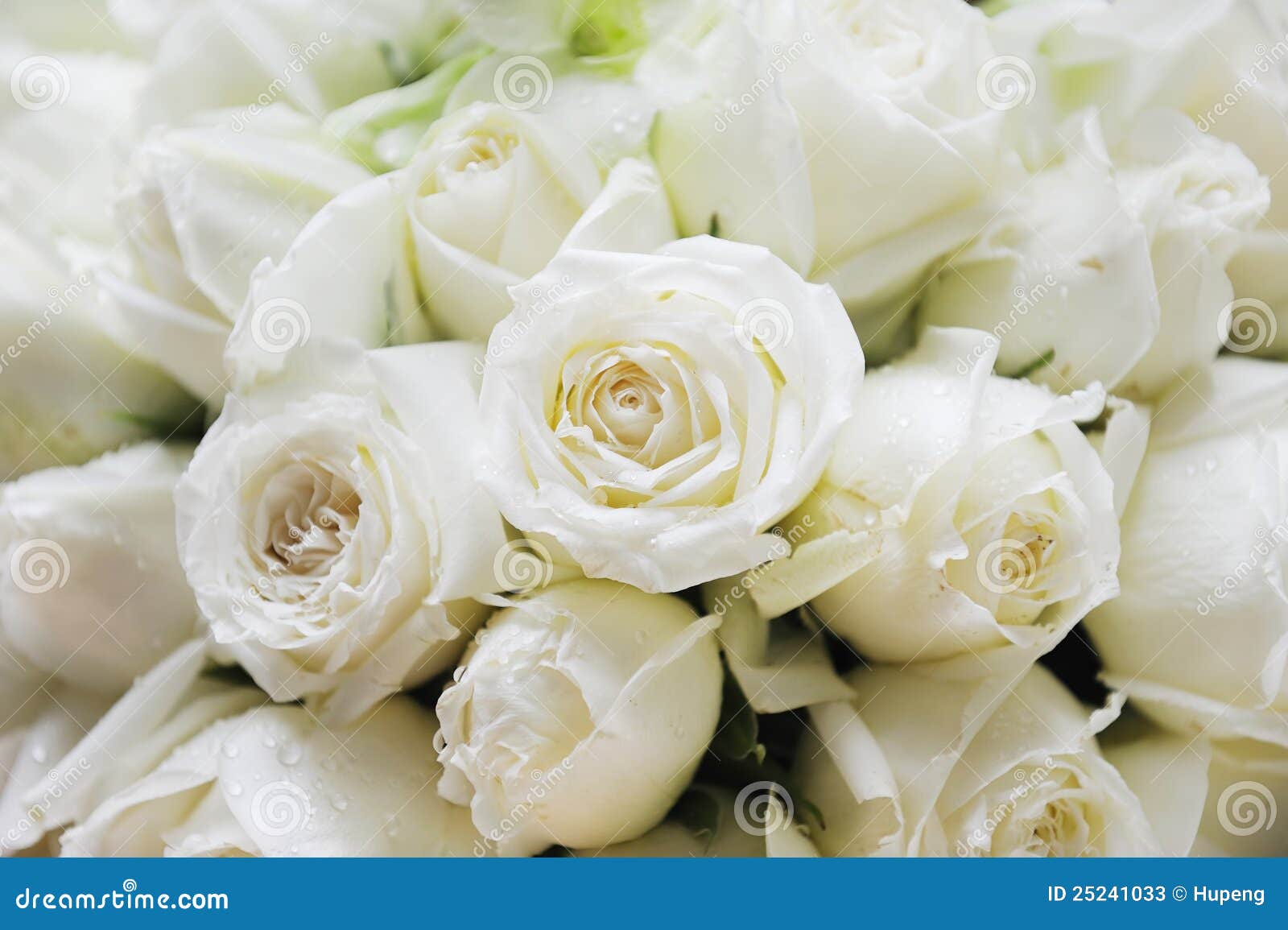 white roses