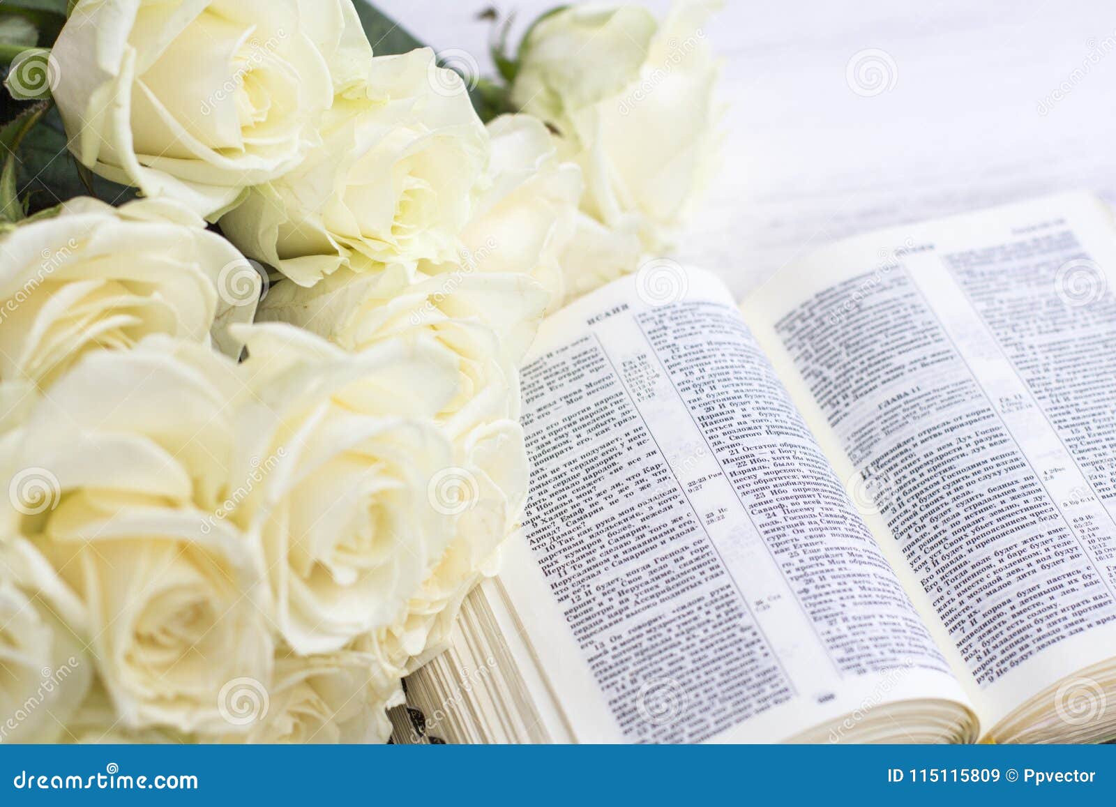 White Roses and the Bible on a White Wooden Background Stock Image