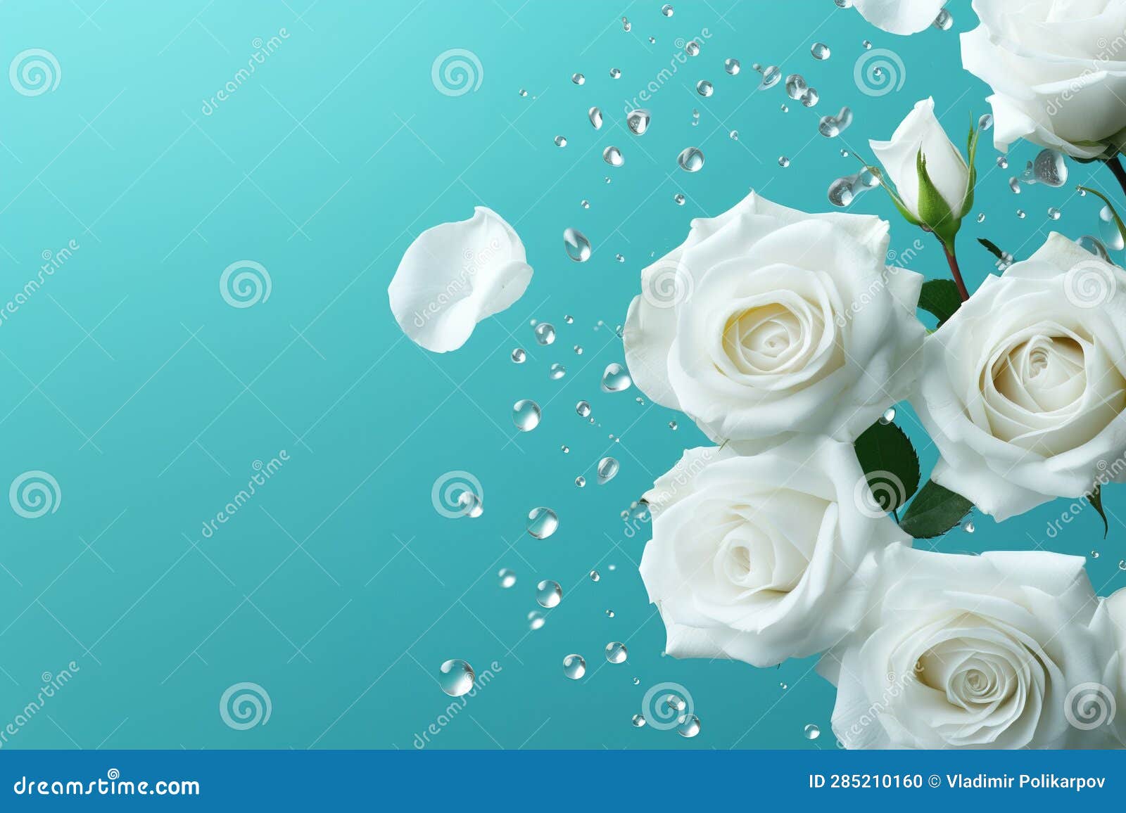 White Roses on Blue Background Stock Illustration Illustration of