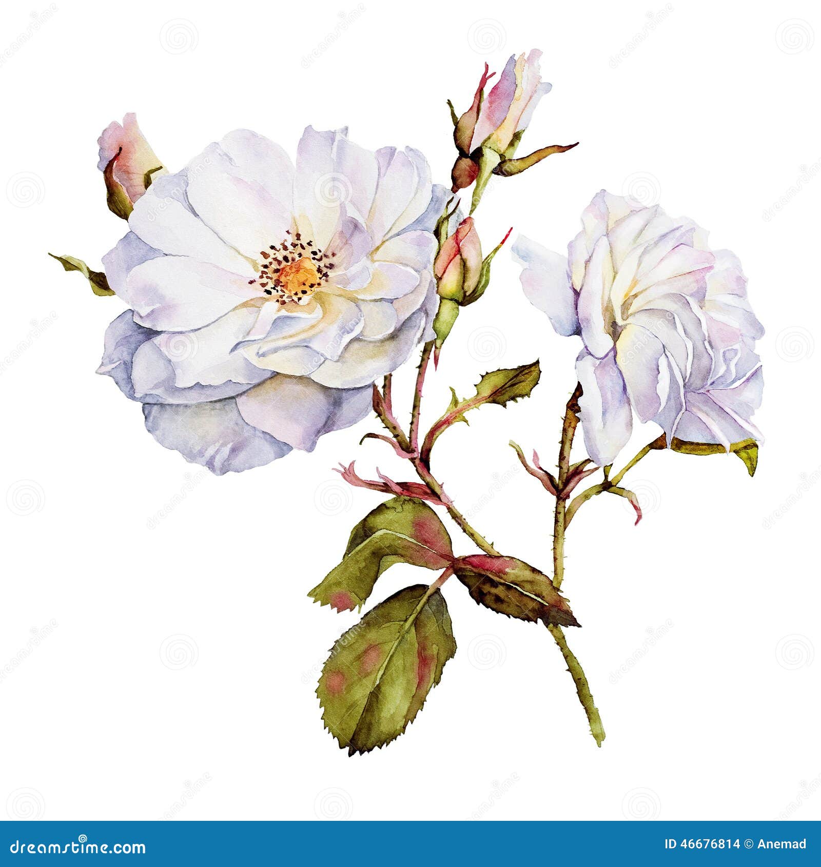 White Roses Botanical Watercolor Stock Illustration - Image: 46676814