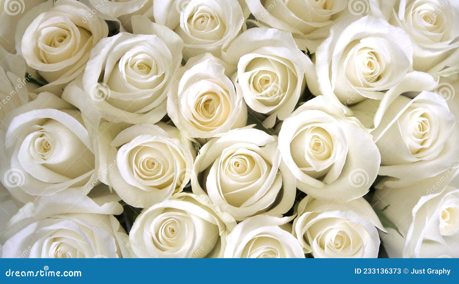 White Roses, Bouquet of Roses, White Flowers, Roses, HD Wallpaper ...